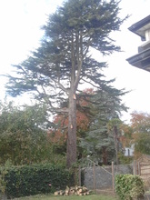 Broderick Tree Services in Limerick