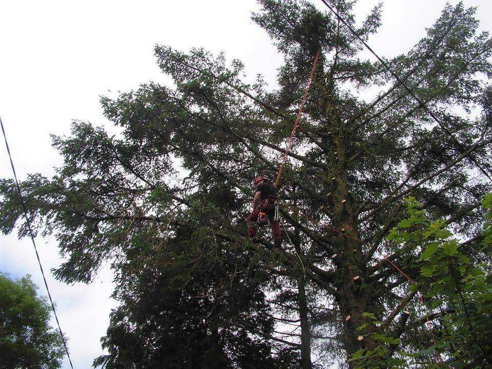 Tree Surgery Services 
